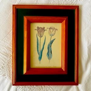 Framed Tulip Study